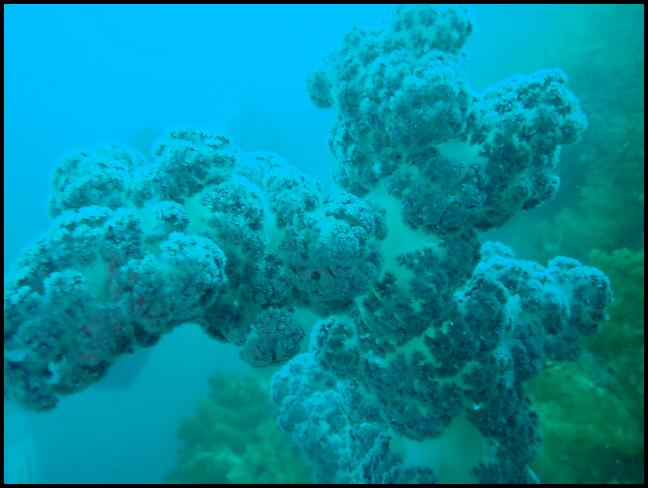 제주 바다의 자랑인 붉은색 경산호