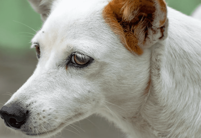 강아지 귀 염증 원인과 관리 방법