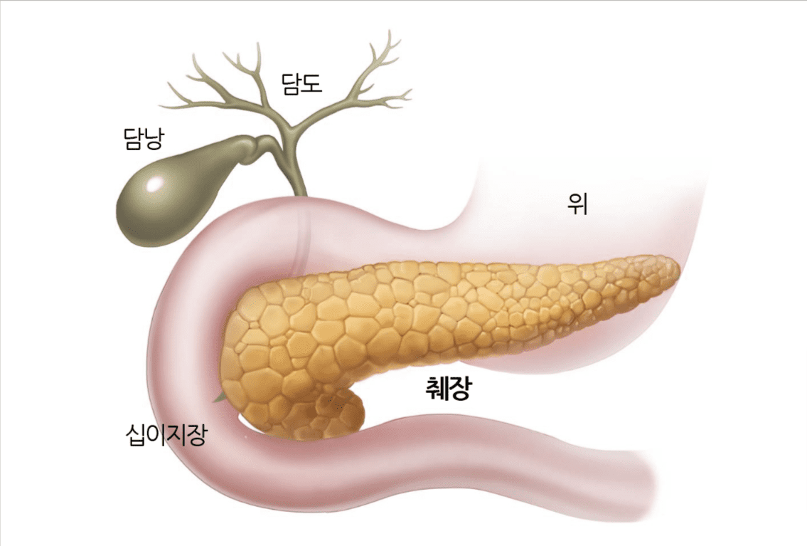 우리 몸이 경고하는 췌장암 신호 6가지 - 정보백과
