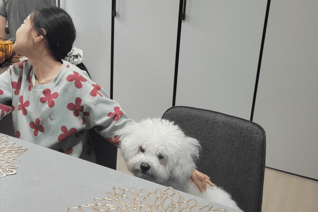 털 안빠지는 강아지이기 때문에 분양받은 비숑 프리제
