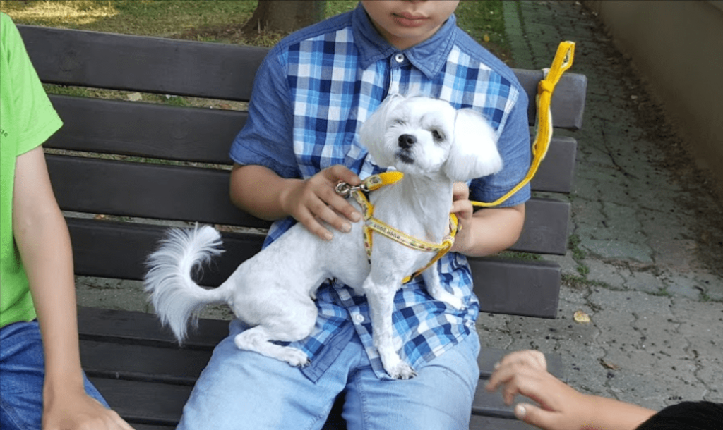 강아지 분리 불안 예방 교육이 필요한 반려견